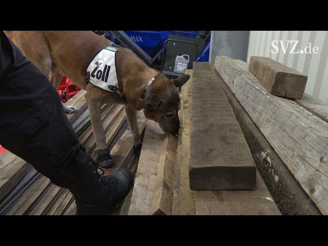 Vom Hund zum Zollhund - Die Ausbildung der Spürnasen des Zolls