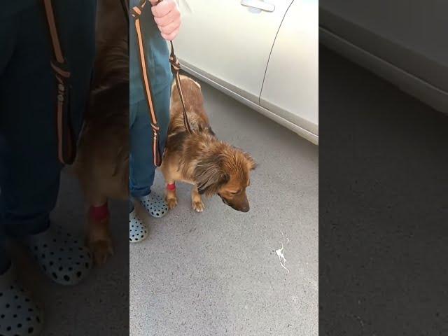 Спасение Животных Оксана Зибаева Волгоград в прямом эфире!