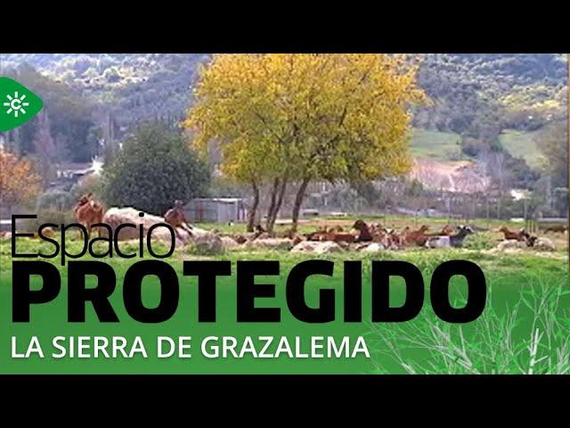 Espacio protegido | Sierra de Grazalema, 25 años como Reserva de la Biosfera