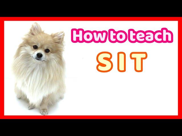 How to Teach Sit to a Dog/How to Train a Dog to Sit/Easy Puppy Training/Dog training 101/Pomeranian