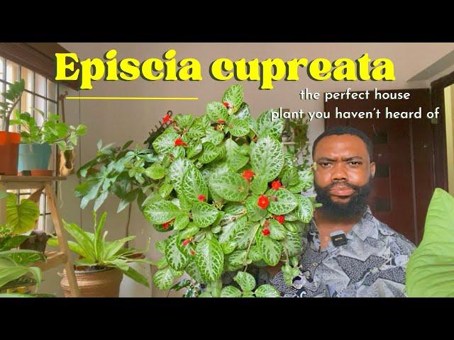 Why aren’t Americans into this plant? : Episcia cupreata. A great plant you haven’t heard of!