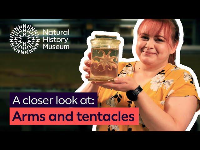 What's the plural for octopus? | A closer look at arms and tentacles