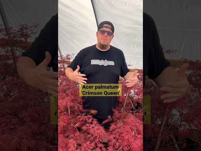 Order a classic weeping red laceleaf Japanese Maple today! #japanesemaple #mrmapleshow