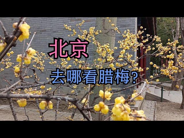 3月“迎春第一花”蜡梅逐步开放 哪些公园能赏腊梅？