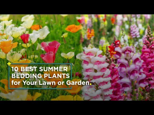 10 Best Summer Bedding Plants for Your Lawn or Garden