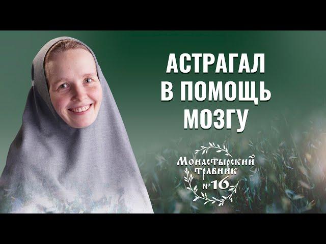 Чай из травы астрагала. Монастырский травник