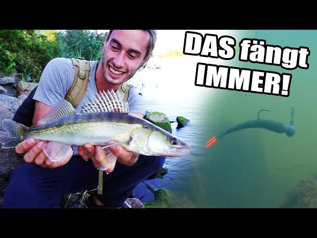 Das Fängt IMMER! Die EINFACHSTE Spinnfischen Montage