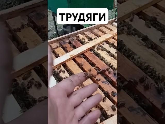 Пчелы ТРУДЯГИ #пчеловод #мед  #пасека #пасечник #пчела