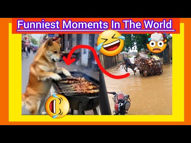 Hilarious Hamster Kombat: Ultimate Funny Compilation to Make You ROFL  |Exciting Laughter & Comedy