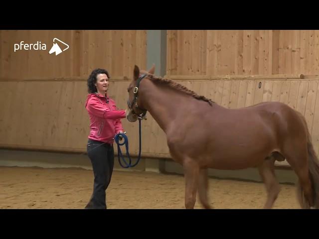 Grundlagen der Bodenarbeit - gymnastizierende Arbeit an der Hand | Kathrin Roida