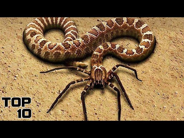 Top 10 Weirdest Things Found In The Sahara Desert