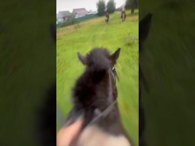 ветер #конныепрогулки #конь #horse #equestrian #лошади #riding #конныйспорт #конюшня