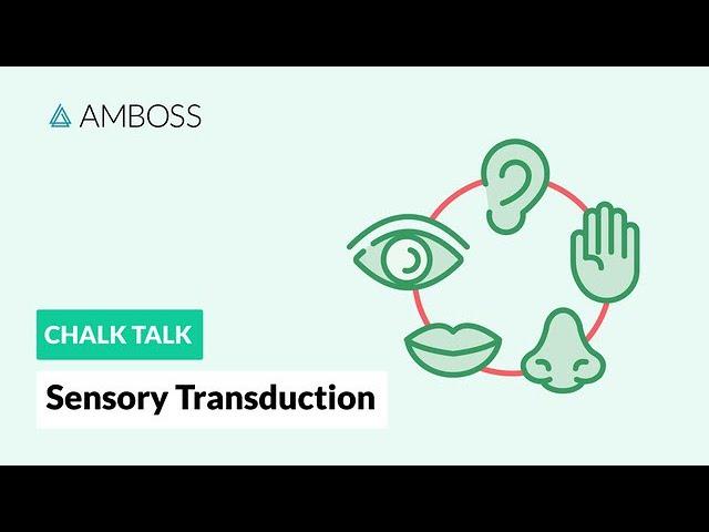 Sensory Transduction: How Our Senses Work