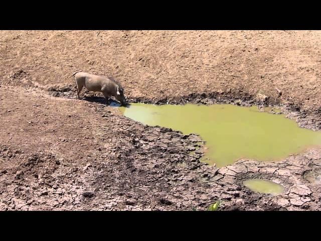 Crocodile and warthog