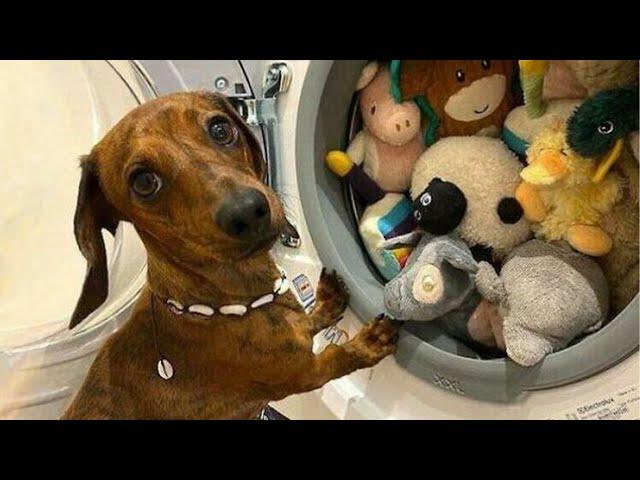 When Nothing Can Prepare You For This Hilarious Dog Video! 