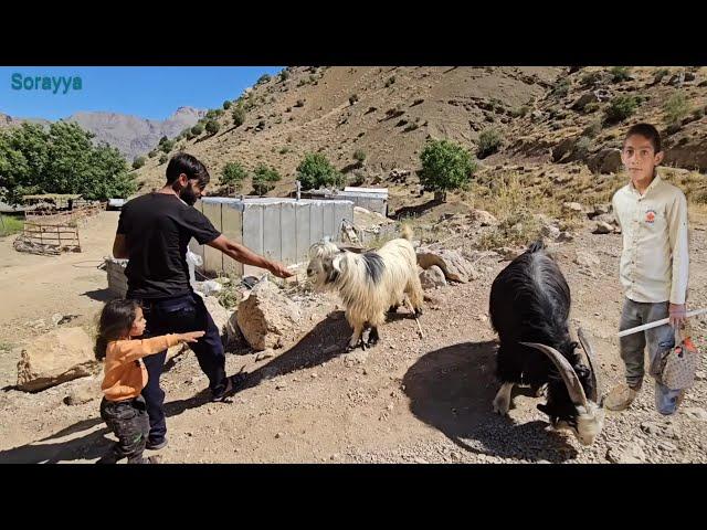 The shepherd's son saw the single mother's husband stealing from Soraya's farm.