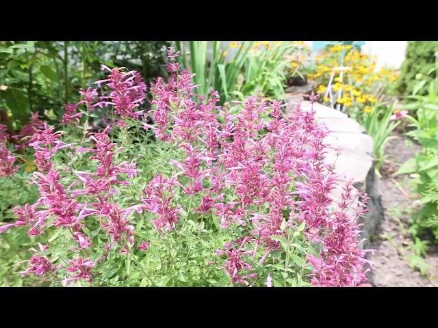 Agastache 'Rosie Posie' | Hummingbird Mint, Anise Hyssop ' Rosie Posie'