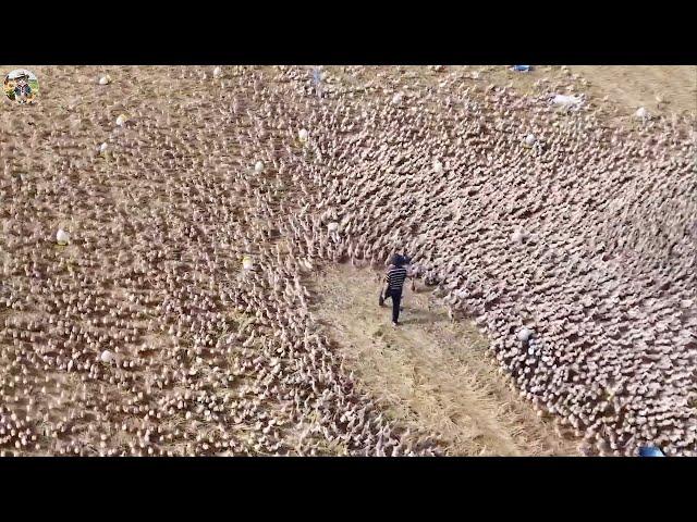 China Duck Farm - FULL PROCESS 700 Million Eggs Becoming Ducks