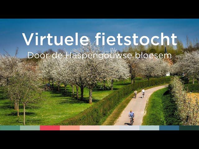 Virtuele fietstocht door de Haspengouwse bloesems | Visit Limburg