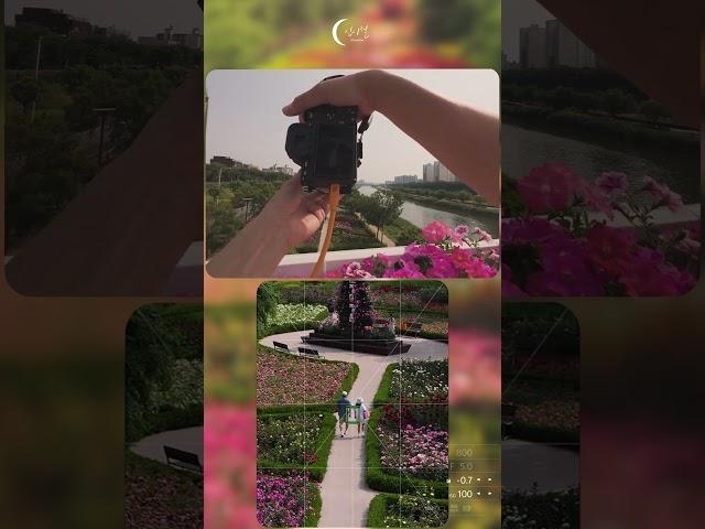 십이월의 사진촬영 [ 광진장미정원 ] #사진 #POV #장미