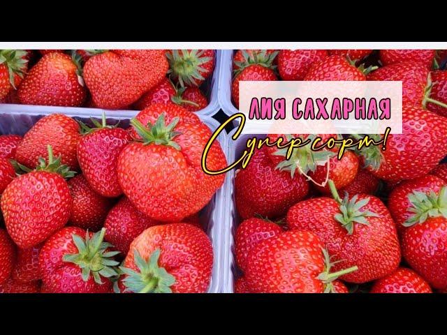 Лия сахарная наш Фаворит‼️