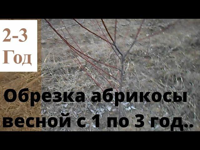 Обрезка абрикос весной 1 - 3 год и формирование молодых деревьев..