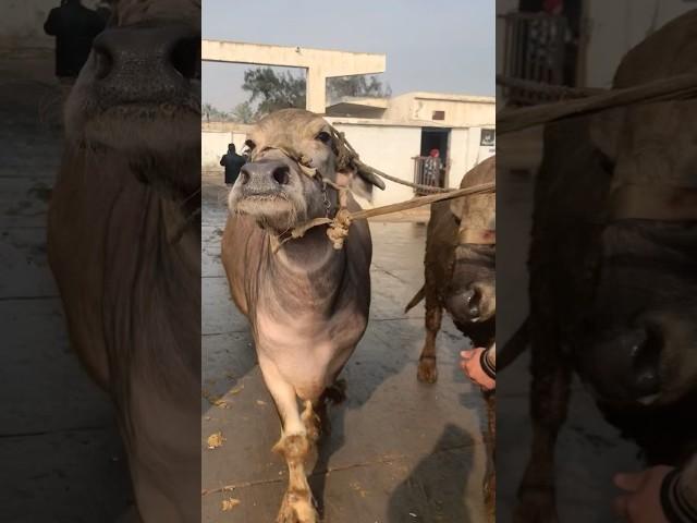 جاموس  فلاحي #butcherlife #اكسبلور #freshmeat #meatlovers