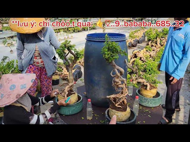 Bonsai Hoa Giấy Mỹ  150k  0933368532linhsamnuitraihuonguyetquehongocmaichieuthuykimquytunghoatrang