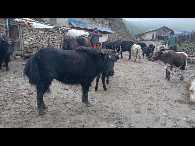 the pastoral life |nepal | chapter -45 | Yak  farm Dolpa nepal | VillageLifeNepal