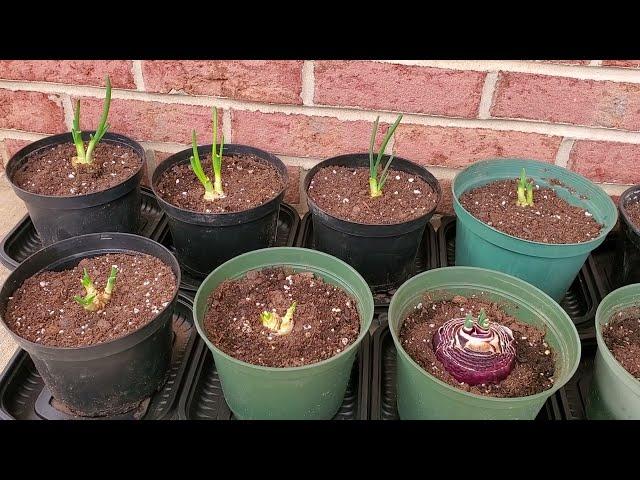Can you Grow New Bulbs from Sprouted Onions or Onion Scraps?