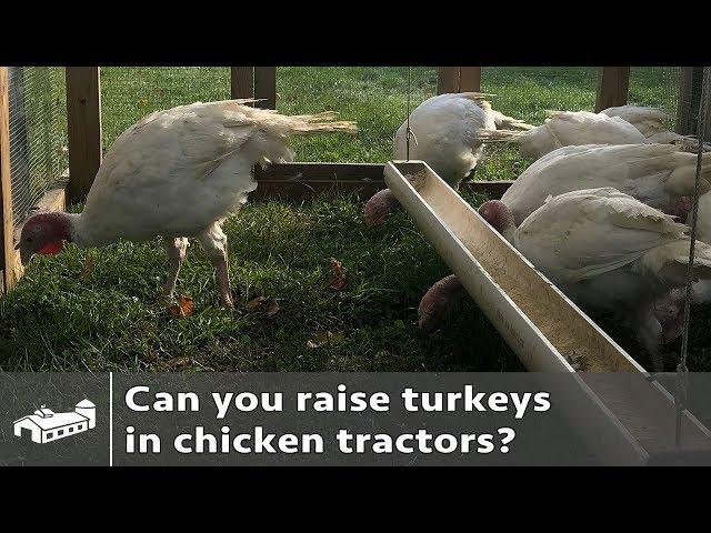 Can you raise turkeys in chicken tractors? - AMA S1:E1