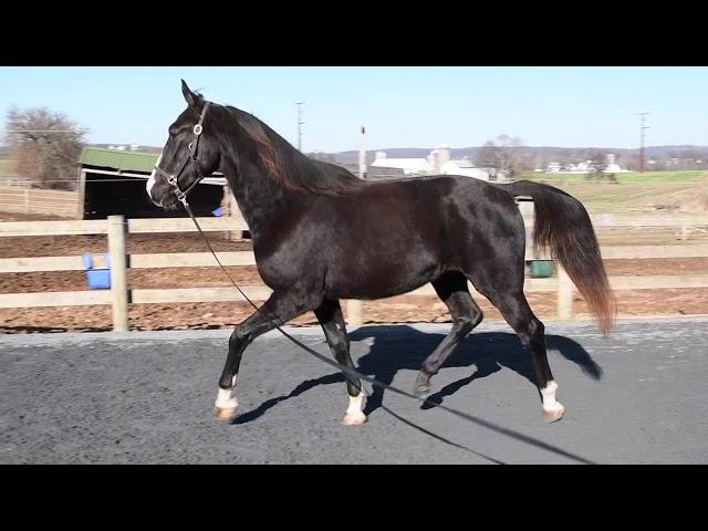 Rocky Ridge Stables  - 3 Year Old Gelding  - Dec 2019