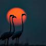 @manzooriqbalkhan395