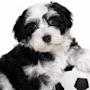 @pettips1013