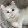 @meows_and_woof
