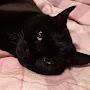 @fledermaus5212