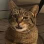 @Андрей_Котин
