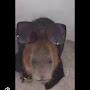 DrippyCapybara 