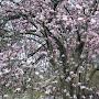 @M4ng0_P4wz
