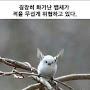 @클로하는계정