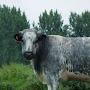 @bluecow8616