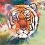 @tigerspirit22