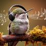 @humming-fufm