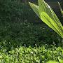 @আমারগ্রামবাংলারদৃশ্য