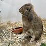 @derosterhase3578