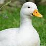 @duck-e8w