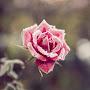 @Upstartflower