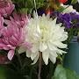 @sharonfreemanpace1011