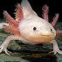 @theaxolotl377