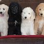 @absolutelypamperedpoodles1798